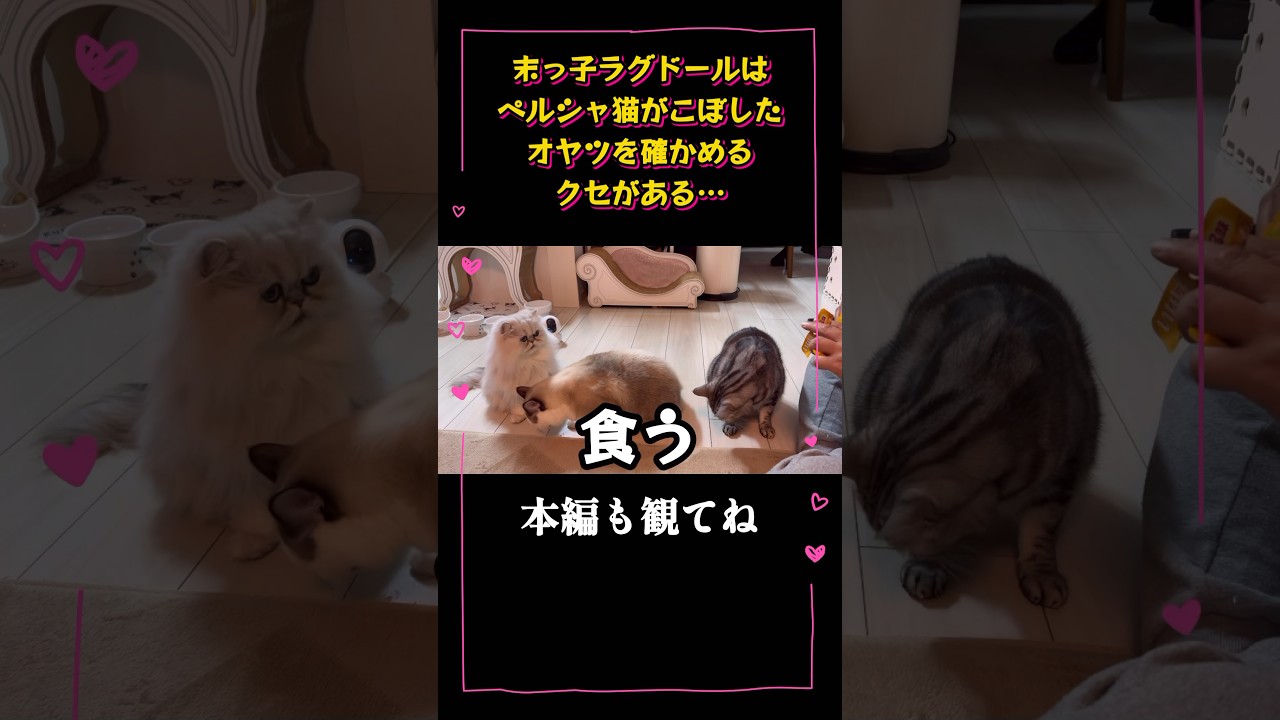 【猫動画】ラグドールの食い意地最強😈⚡️#shorts #cat #猫 #ラグドール #アメリカンショートヘア #アメリカンショートヘア #多頭飼い