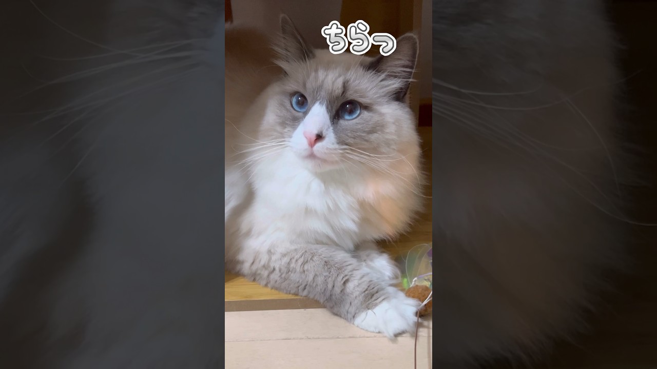 積極性が足りない猫 #shorts #猫 #サイベリアン #cat #まな猫