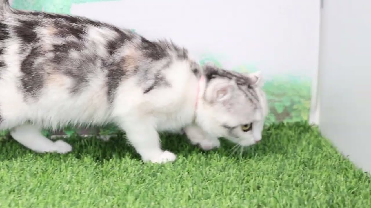 Coo&RIKU　No00662624 アメリカンカール