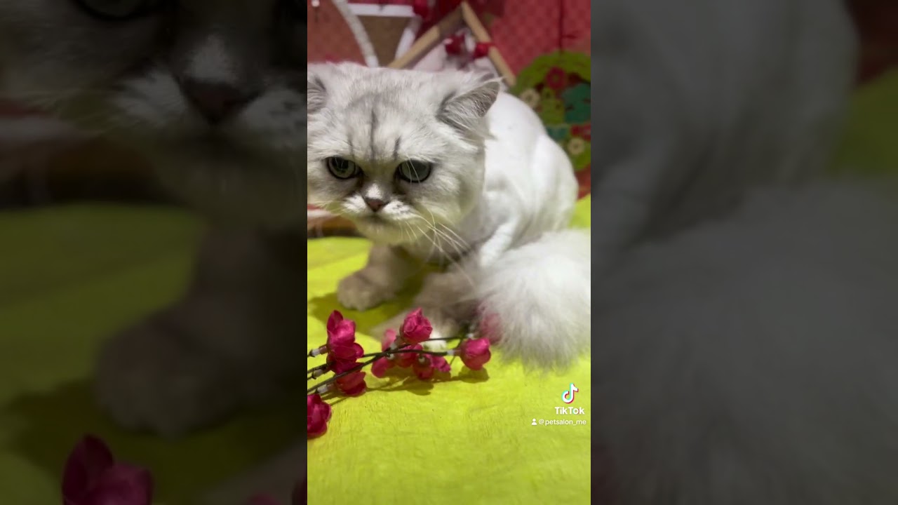 ミヌエットのエイトちゃんとアメリカンカールの爽くんが来てくれました　京都市南区　ペットサロンみぃ〜