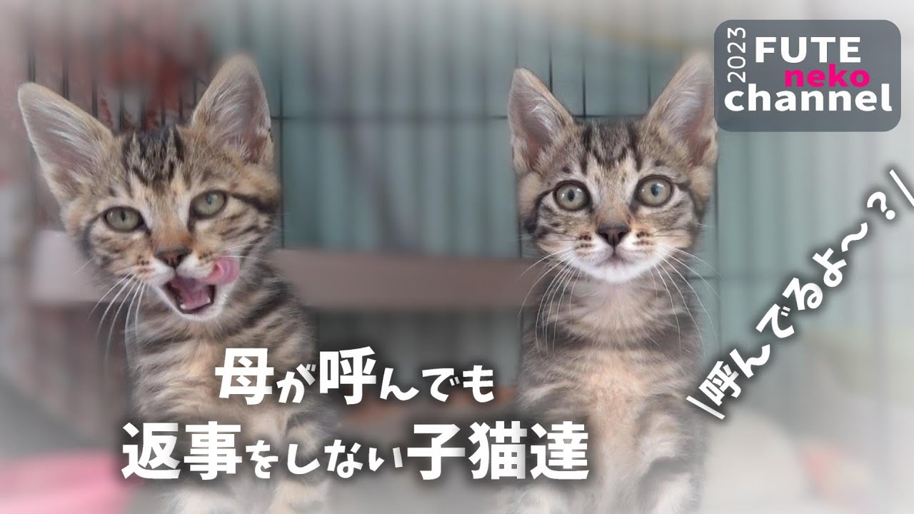 子猫を必死に呼んでいる母猫…子猫達はナゼ？【保護子猫】