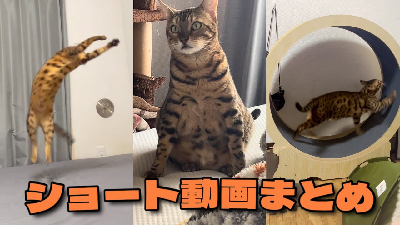 ベンガル猫虎徹ショート動画まとめ🐅【絶好調ヌコ】