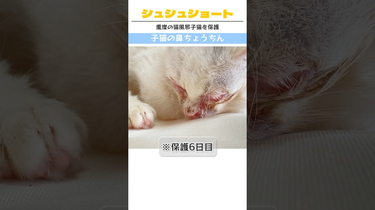 🐈‍⬛かわいい子猫の寝顔 #保護猫