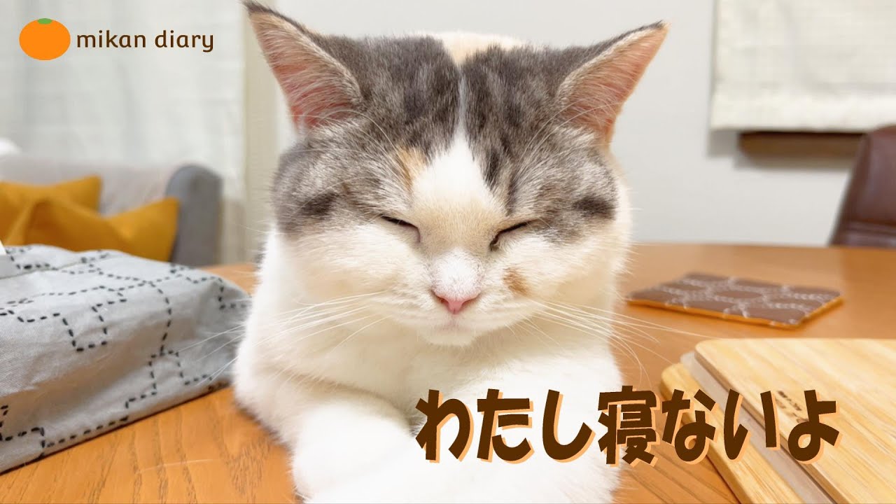 【スコティッシュフォールド】眠気と戦い、眠気に勝ち続ける猫