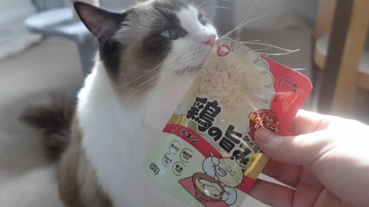 【ラグドール】おやつの鶏だしスープを食べる猫