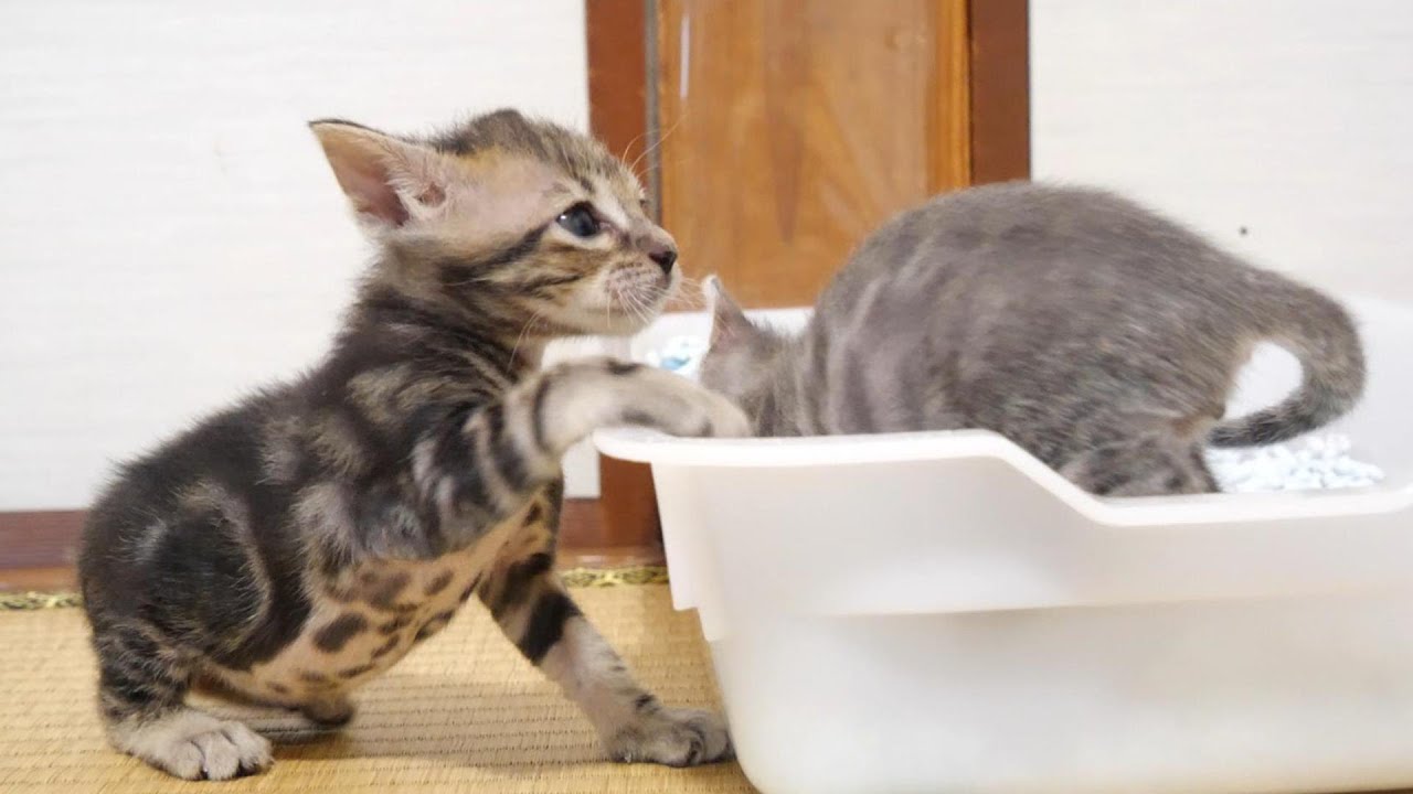 漏れる漏れると急いでトイレに駆け込み子猫ですが……【赤ちゃん猫　保護猫】