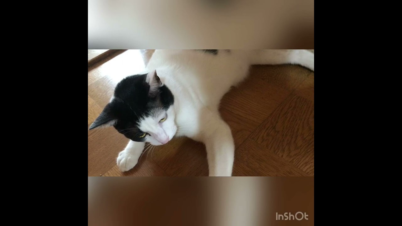 猫パンチで応戦してたんだけど、思いがけず噛めてしまって恐縮する猫「ごめんにゃ」