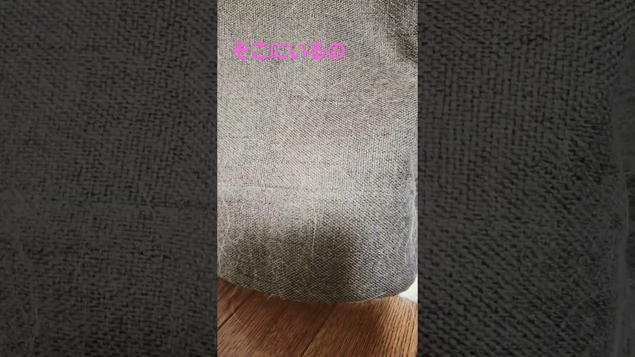 【キンカロー】かまえているラビちゃん#猫#cat#白猫#shorts