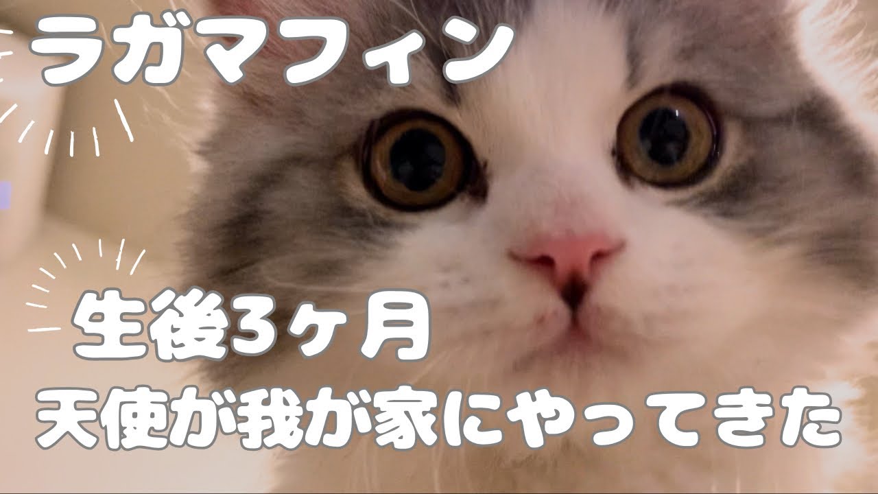 ラガマフィンの天使が我が家にやってきた（生後3か月）