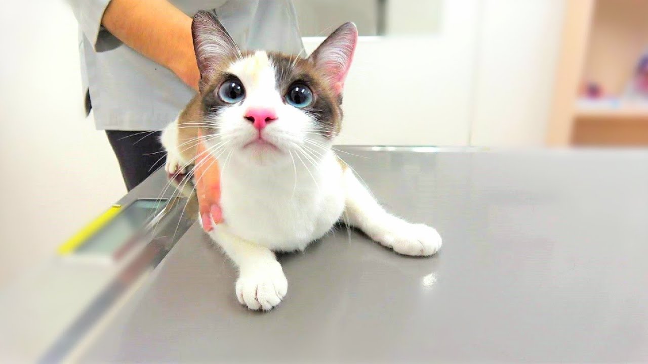 病院で診察中に獣医師の隙を見て上手く逃げる子猫💉