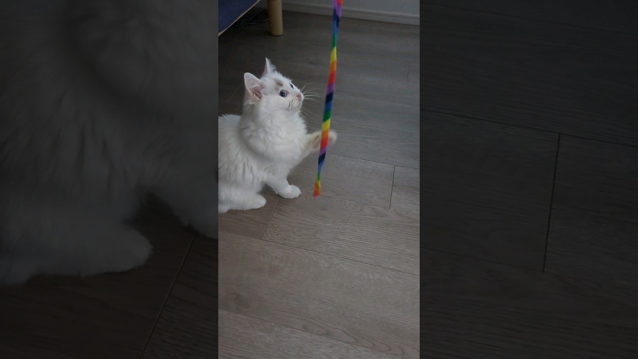 神社みたいな手 #cat #ラグドール #子猫 #ねこ