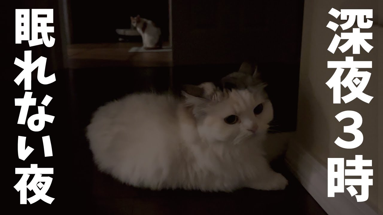 真夜中にかまってちゃんが爆発してしまいました【関西弁でしゃべる猫】【猫アテレコ】