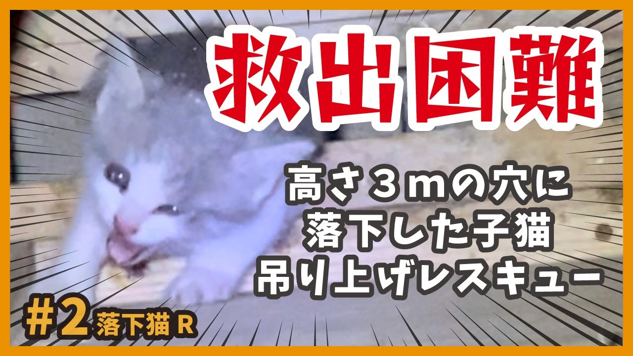 【子猫 緊急保護】深い穴に落ちた子猫をレスキューしたら可愛い子でした。【落下猫2】/ impossible to escape! rescue a kitten