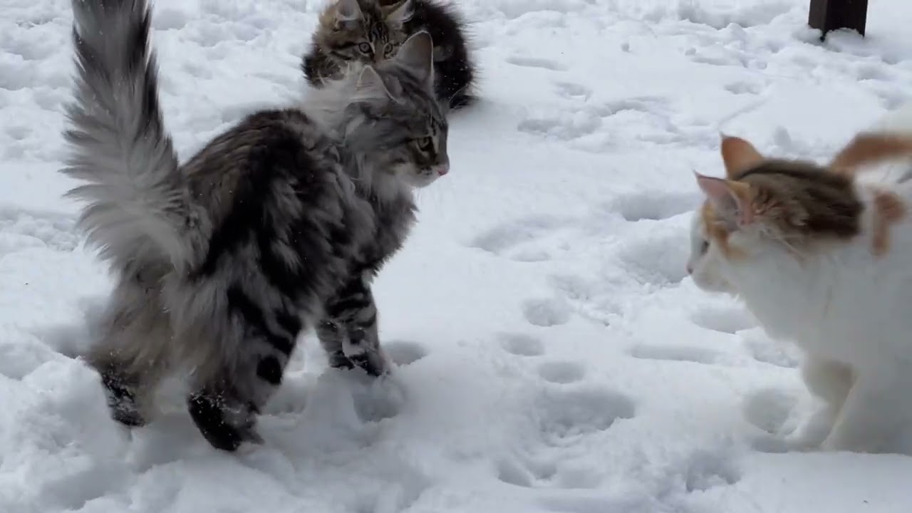 マイナス3度でも雪遊びするノルウェージャンフォレストキャットたち。