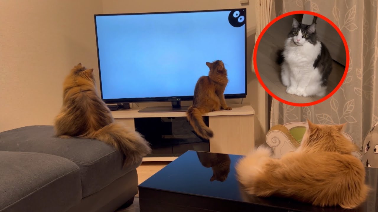 猫が好きな動画をみせたら三猫三様でした