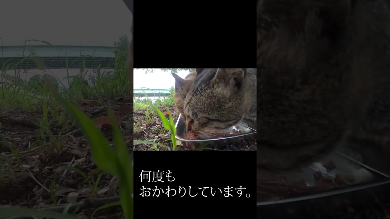 地域猫　お腹を空かせた　運河の公園に住むさび猫・キジ猫さん達。Local Cats: Hungry pheasant cats living in a canal park.　Vol.749