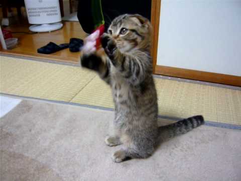 マンチカン　子猫　じゃれてます