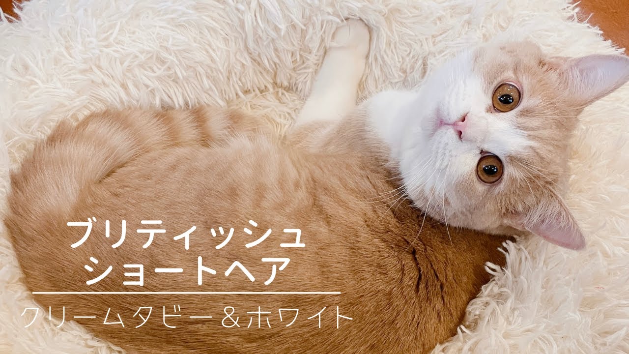 ブリティッシュショートヘア　クリームタビー＆ホワイト　７ヶ月になりました😊