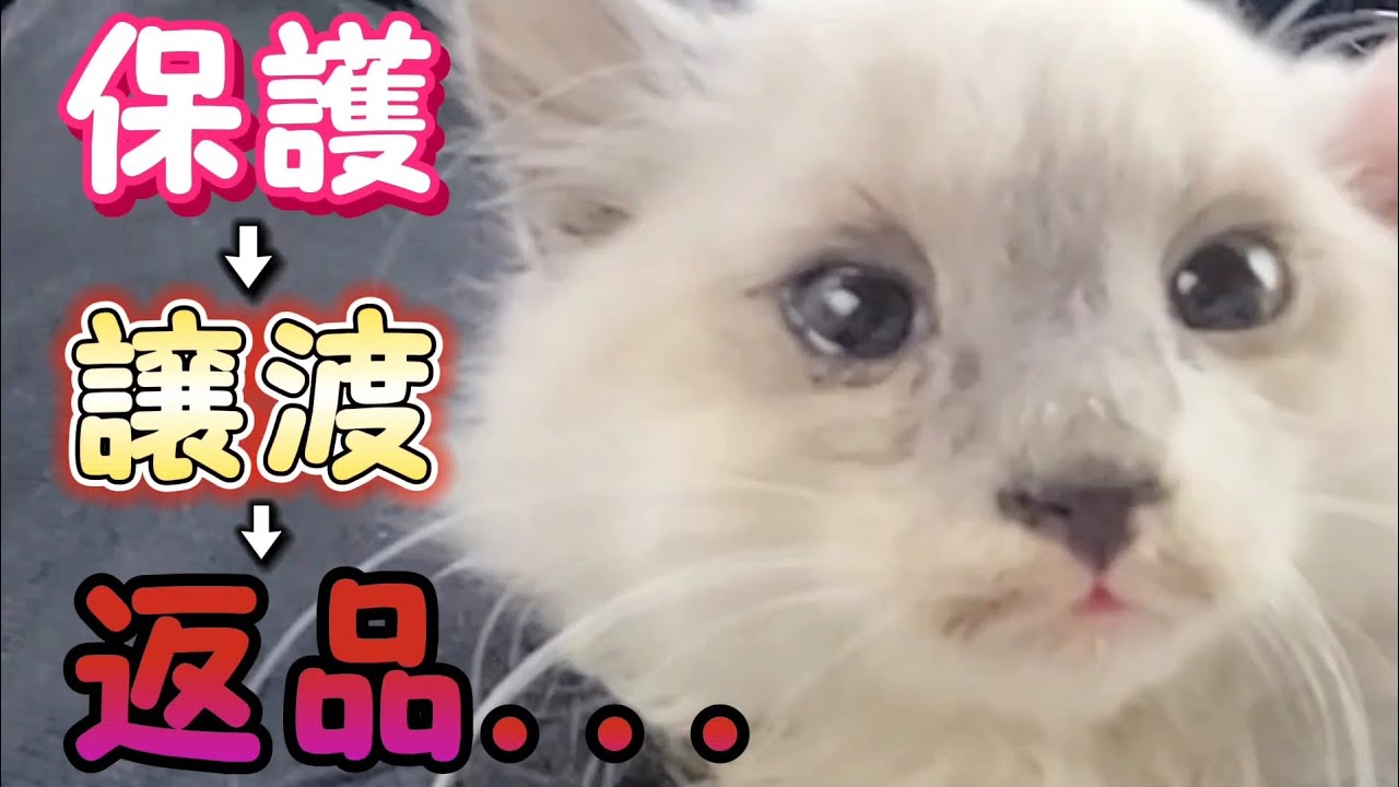 生後２ヶ月の子猫、保護して譲渡したら【返品】と言われました。Kittens that were told to be returned at the place of adoption