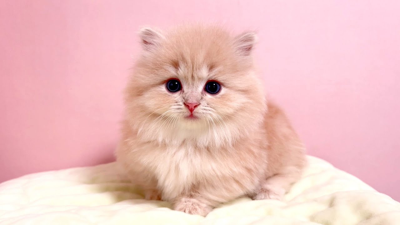 【マンチカンの子猫】少し目を離すと一瞬で子猫は大きくなる件 ～猫のいる生活Vol.869～出産動画 マンチカン短足・ミヌエット・ペルシャ猫専門ブリーダー『ペット蔵人』【子猫の成長記録】