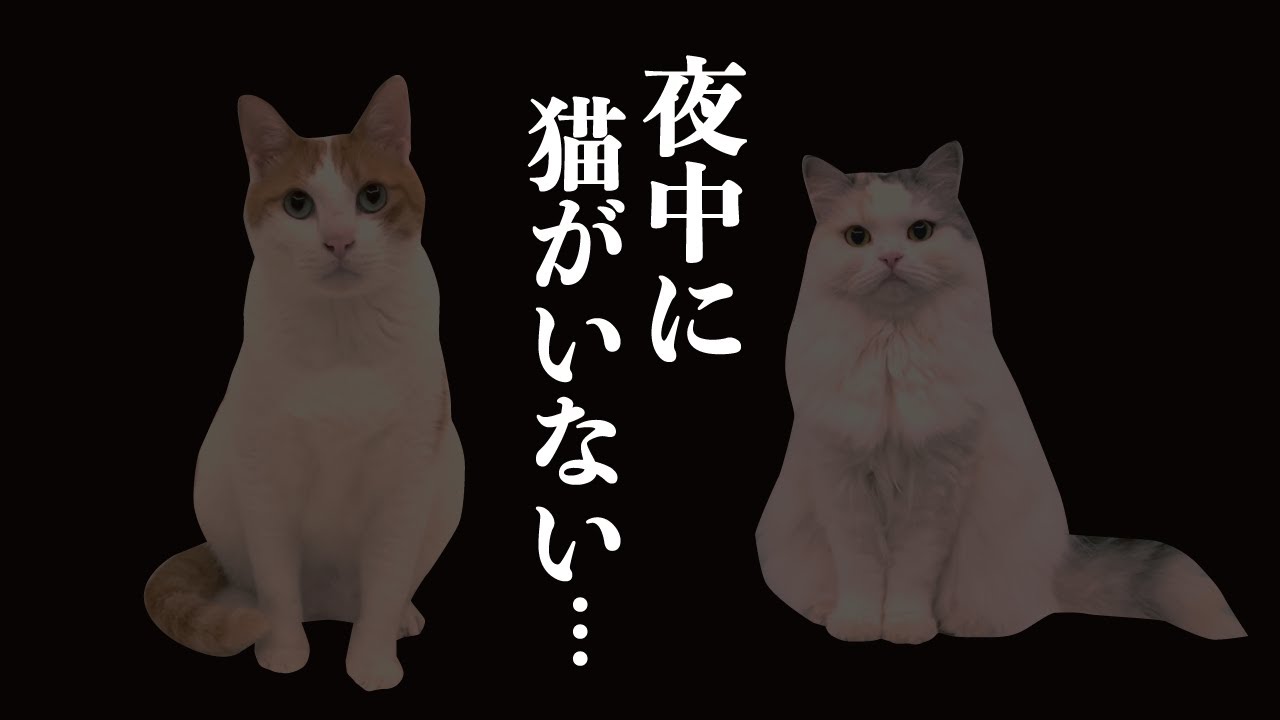 真夜中にいるはずの猫がいなくて死ぬほど焦りました…【関西弁でしゃべる猫】【猫アテレコ】