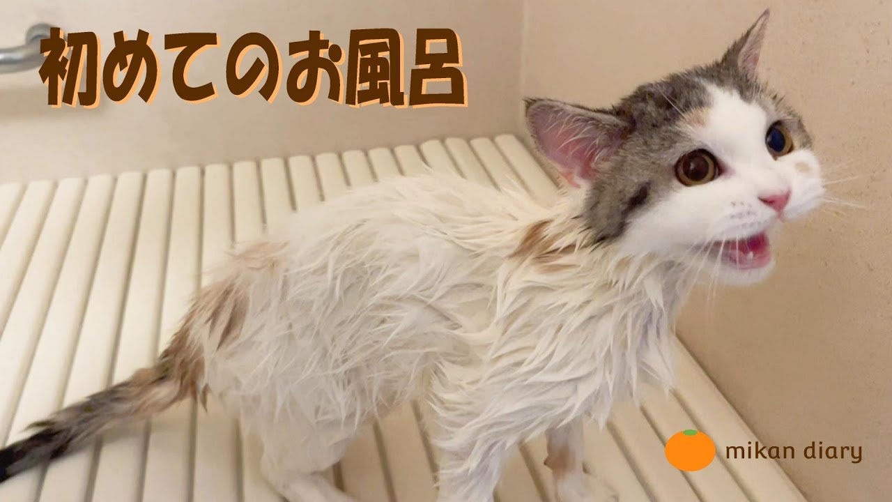 【スコティッシュフォールド】初めてお風呂に入れてみた