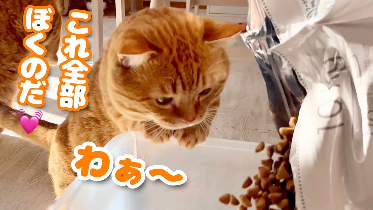 10kgのカリカリを見た猫の反応がかわいい！ #猫 #マンチカン