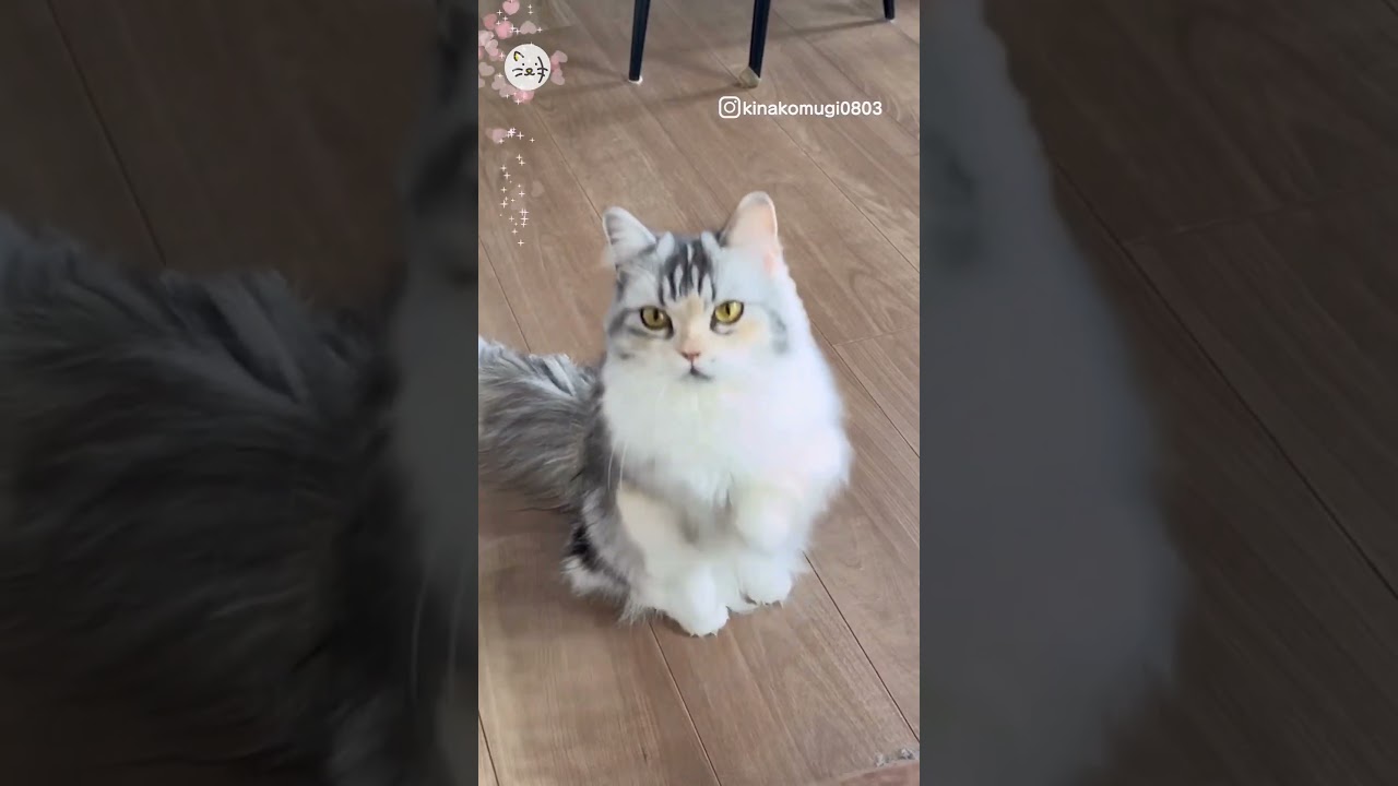 定番？遊びのおねだりする時はこれ！キンカロー猫「しらたまくん」！ She's good at begging🐈#猫王国 #キンカロー #猫とおうち時間 #ねこ #猫動画 #shorts