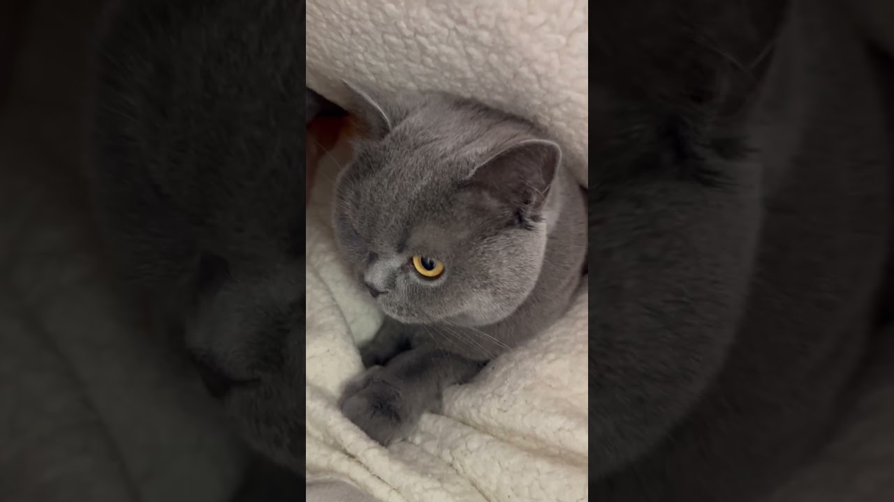 【猫】ふーみふーみ、、、何？？ #猫 #cat #ブリティッシュショートヘア