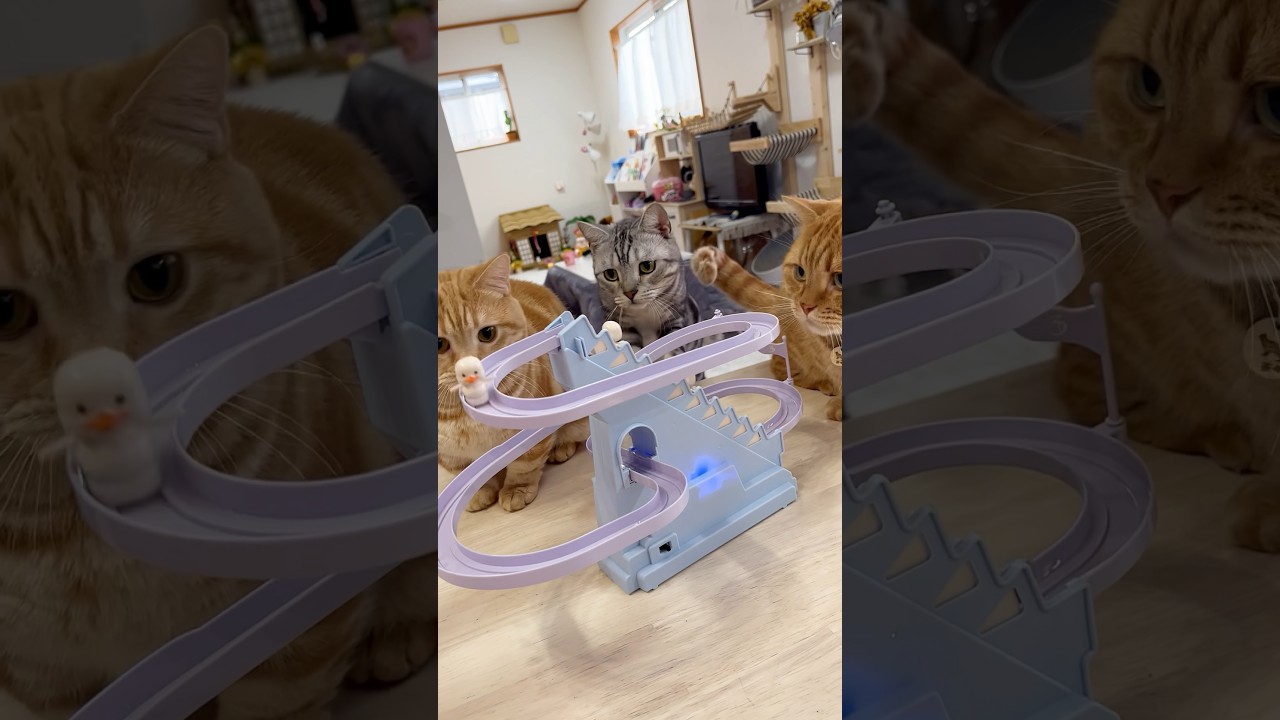 3COINSで買ったおもちゃに魅了され続けてる猫たちがかわいすぎる！ #猫 #マンチカン #shorts