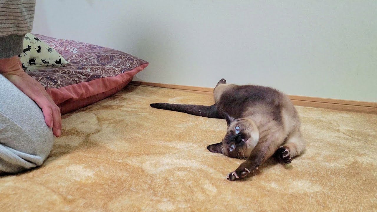 シャム猫に布団敷くので避けてと頼んだら半分だけ避けてくれた結果【ゴロゴロ音量🔉注意🎧️】