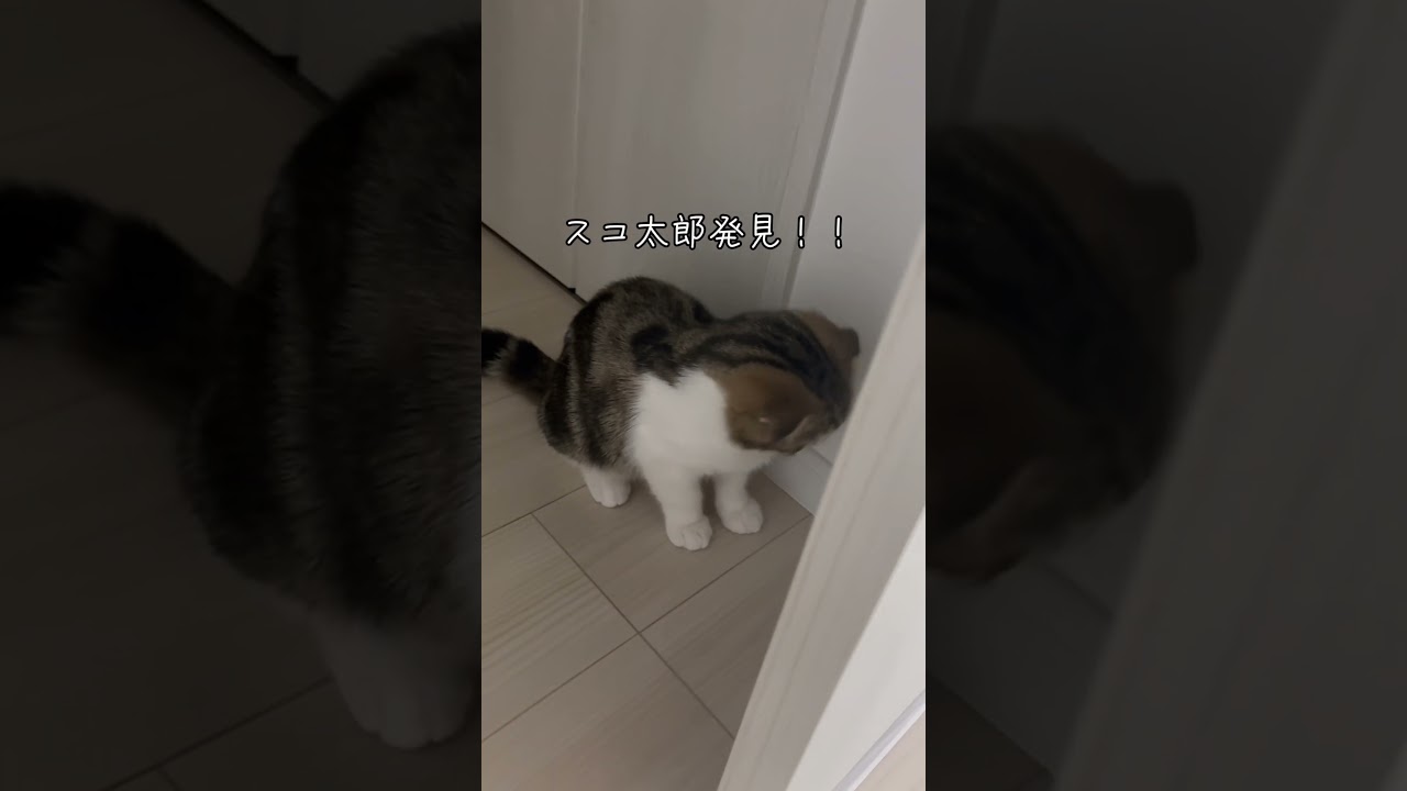 【スコティッシュフォールドスコ太郎】スコ太郎とかくれんぼ‥どこいった？#shorts #子猫#スコティッシュフォールド #スコ太郎 #スコティッシュ #可愛い #猫の日常