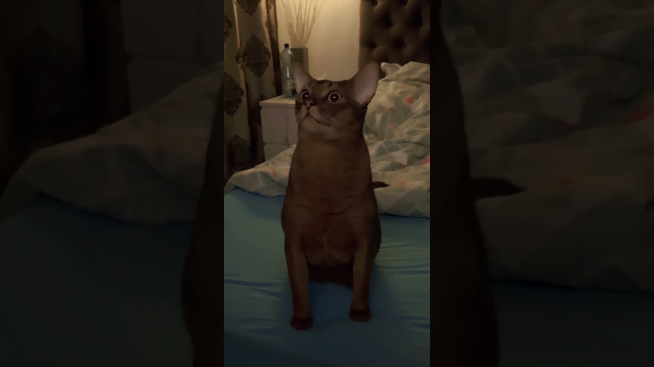 Epik/ abyssian cat/ funny cat