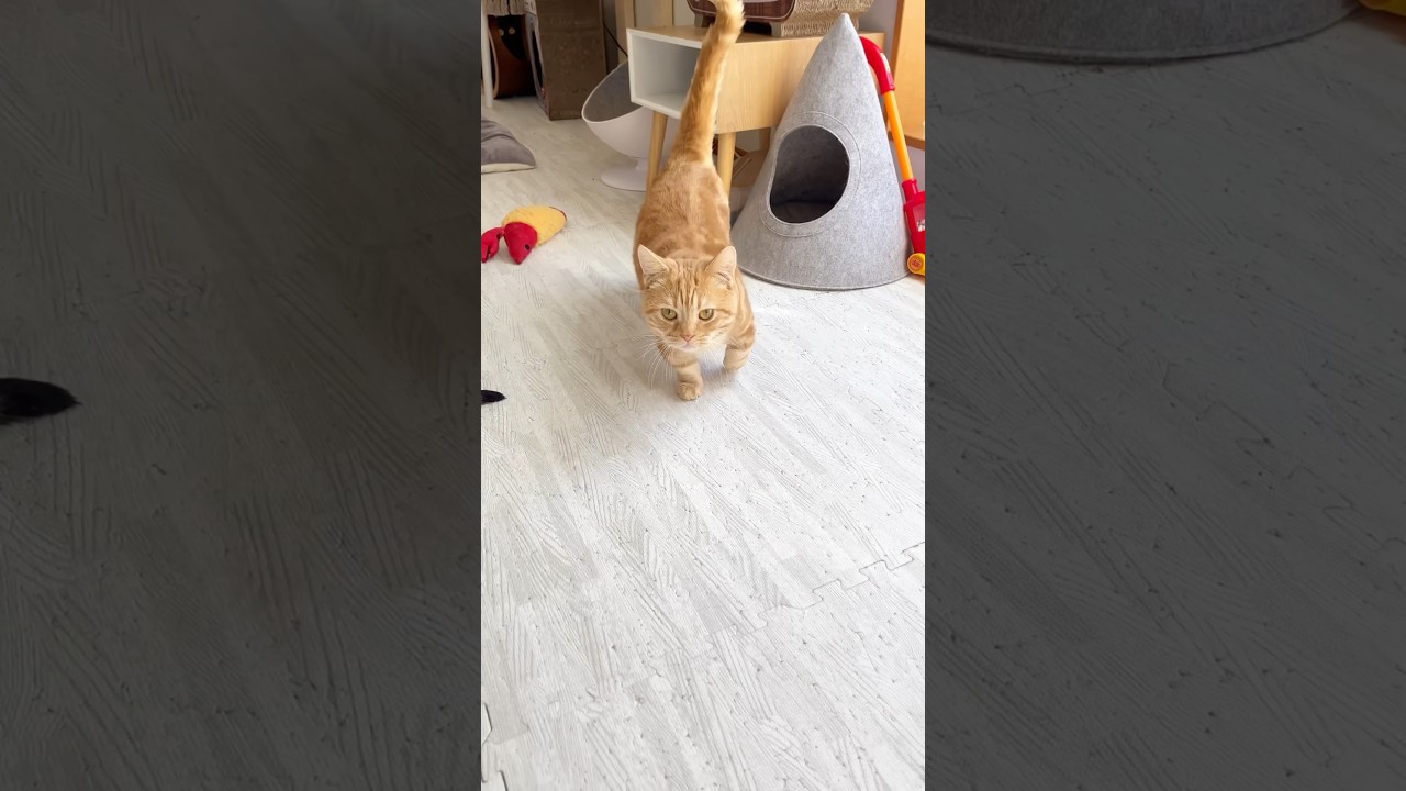 名前を呼ばれると返事しながらトコトコやってくる猫 #猫 #マンチカン #shorts