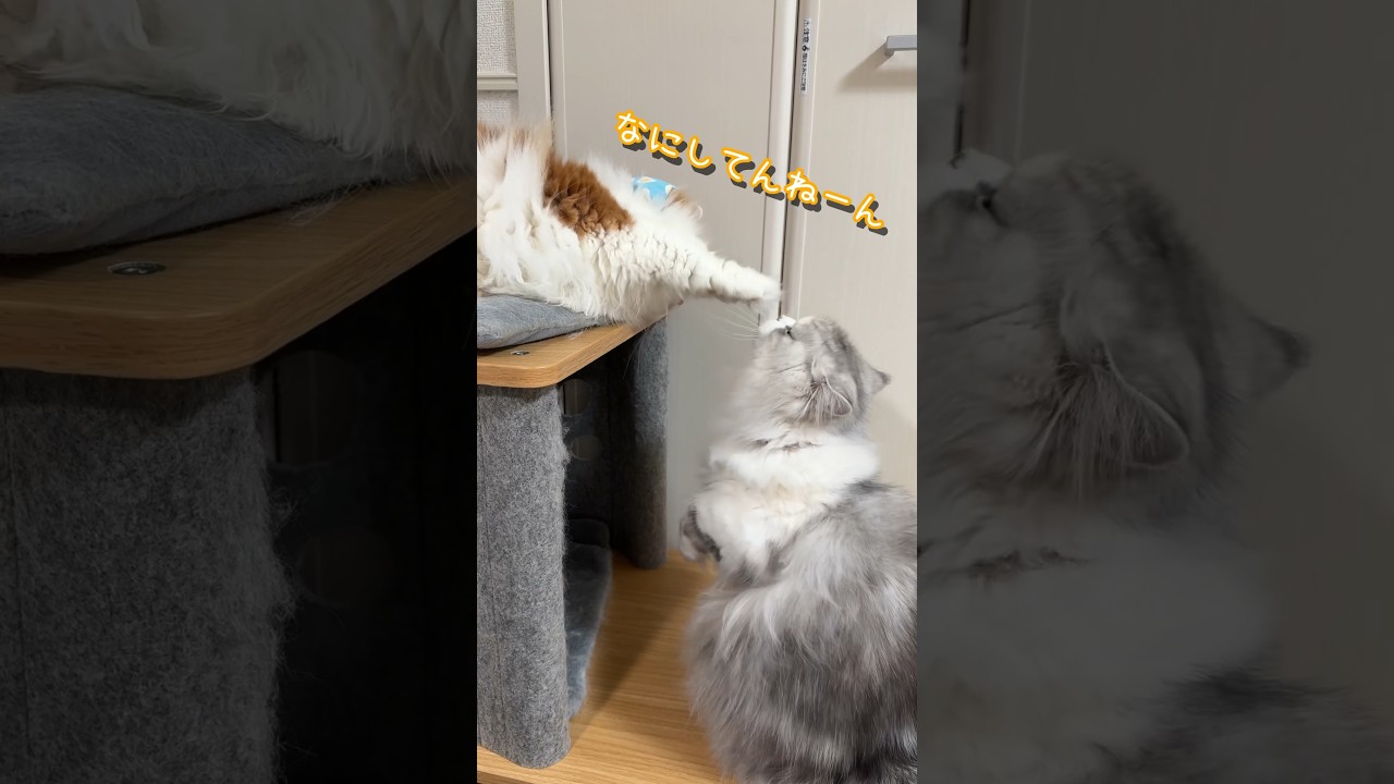 なにしてんねーん#cat #ミヌエット #ぬんちゃん #マンチカン #なんちゃん