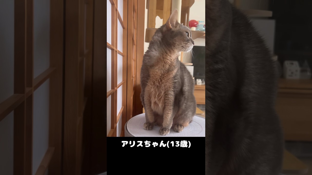 まな猫アリスちゃん太ったかな #shorts #猫 #アビシニアン #cat #まな猫