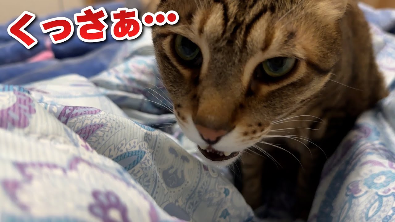 知らぬ間に布団に猫がおしっこをしていたようです…