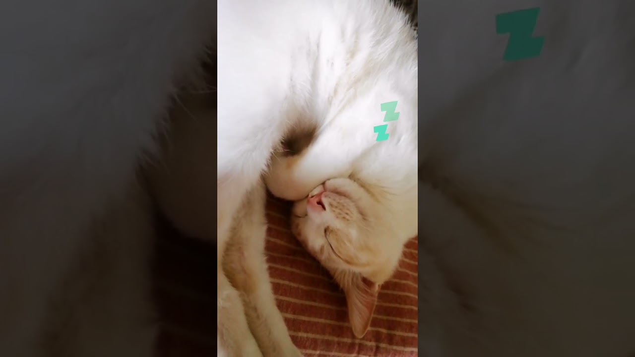 【ねこ動画】子猫ゆきちゃん🐱まぶしいにゃ #shorts #猫 #子猫