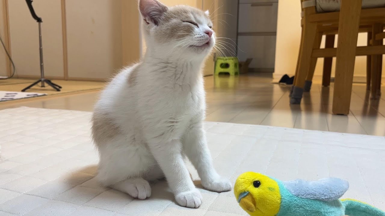 勉強中の息子くんを待ちわびる　子猫のわたくん