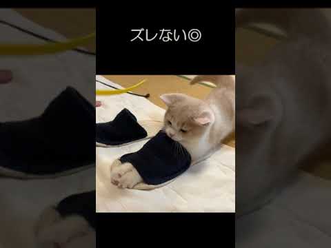好成績な子猫#子猫 #cat #かわいい #ねこのいる生活 #スコティッシュフォールド #かわいい子猫#いたずら子猫 #shorts