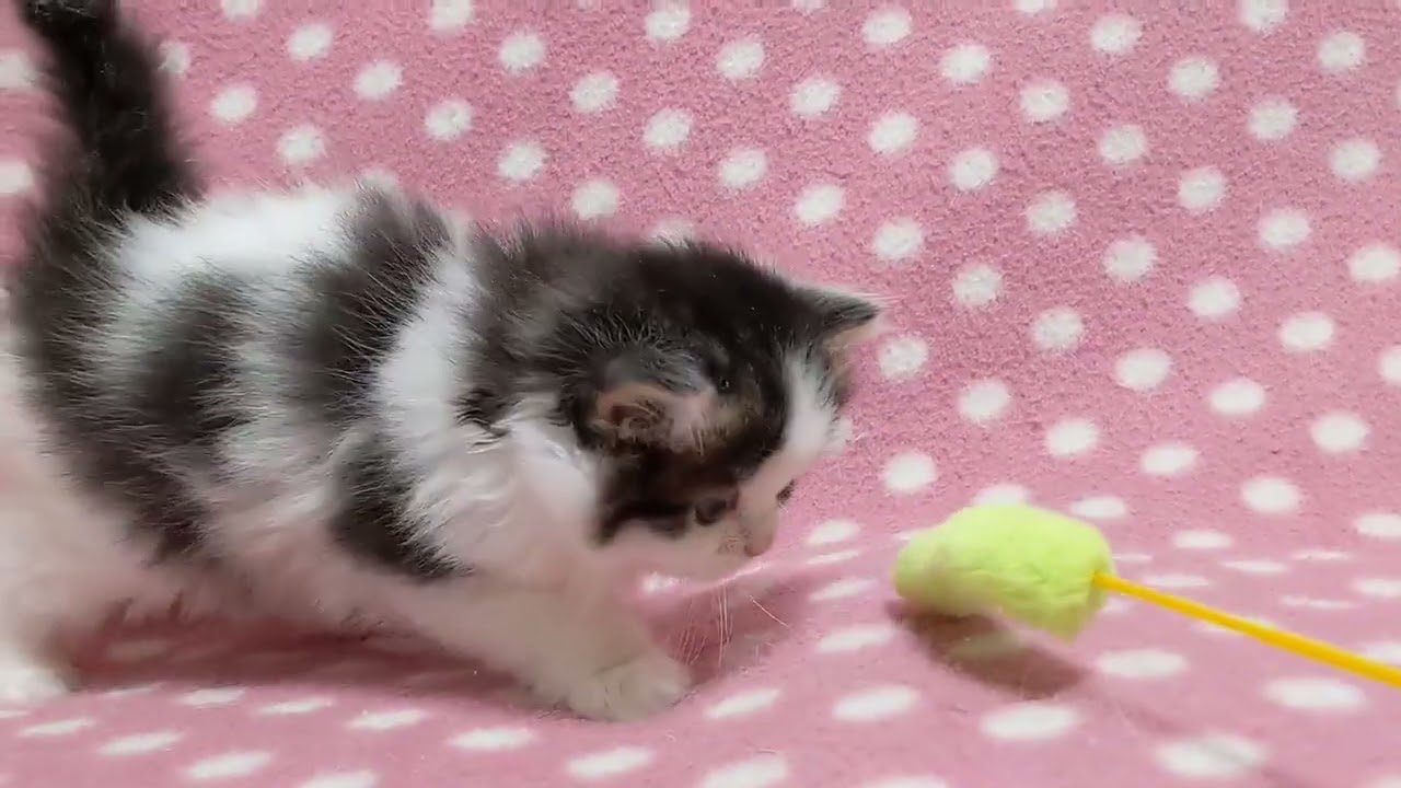 スコティッシュフォールド くりくりおめめ♪温厚な性格をしたブラウンタビーホワイト（ロングヘアー）の可愛い男の子♪