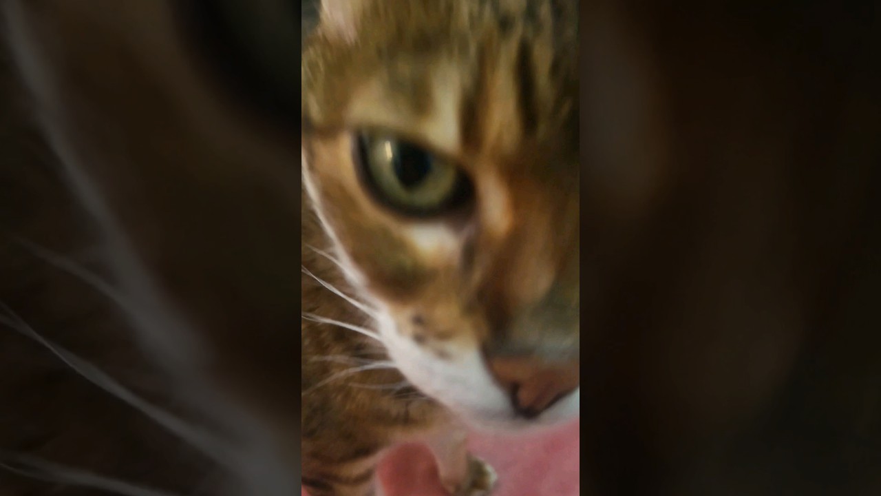 You Getting Sniffed By A Bengal Cat