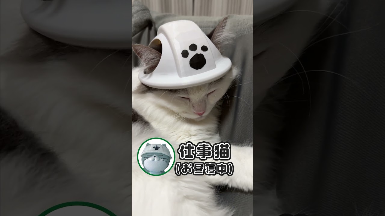 ムニャムニャ#仕事猫 #cat #ねこ #ラガマフィン #shorts