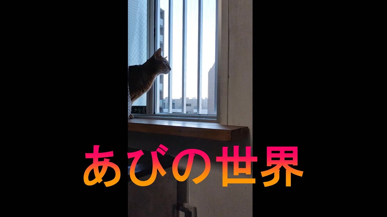 ネコ動画あび＃2893　あびの毎日　アビシニアン　あび