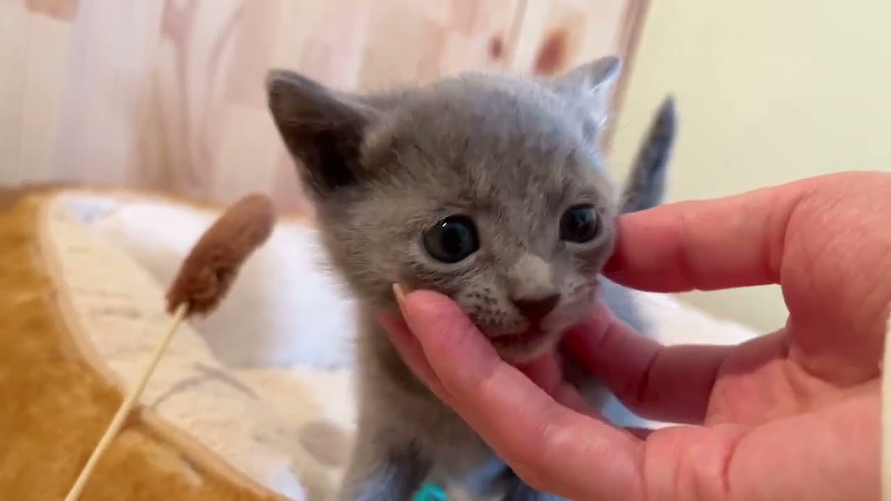 ロシアンブルー とっても可愛い元気なブルーの男の子！