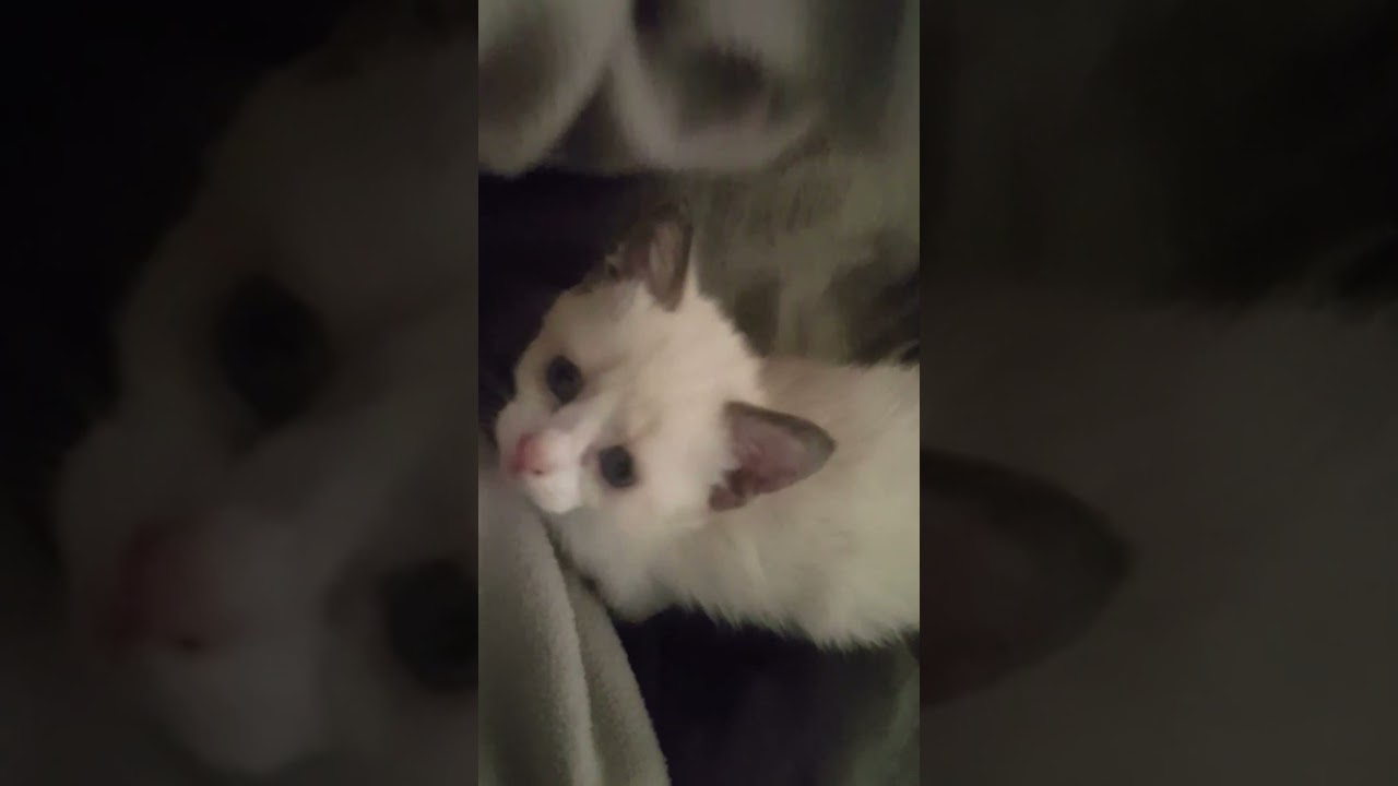 Kitten cozy up with mom!  #cat #cute #memes #shorts #2024