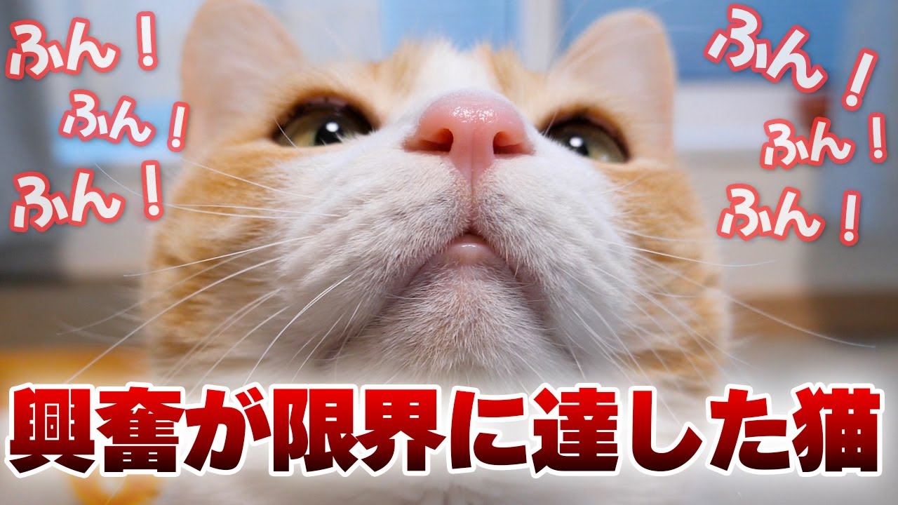 家の窓を開けただけで猫が興奮しすぎて様子がおかしくなってしまいましたwww