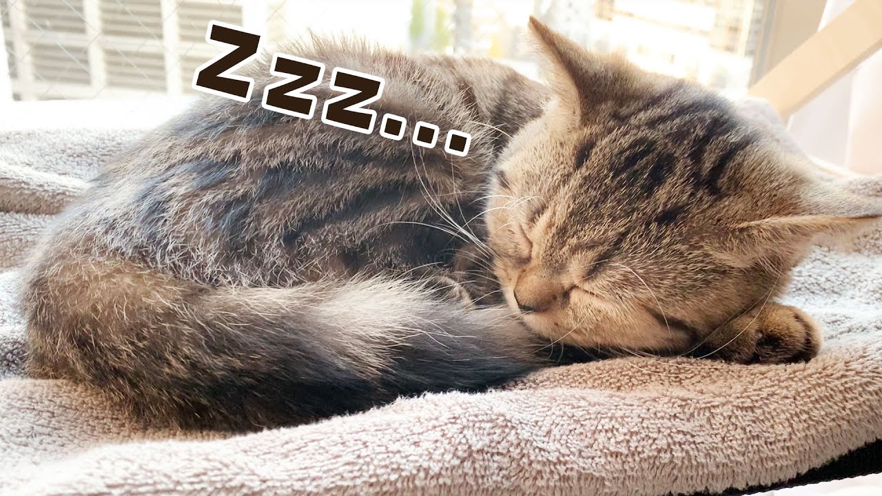 『ハンモック×日差し』の気持ち良さに子猫がこうなりました... #118【生後158日目 スコティッシュフォールド】