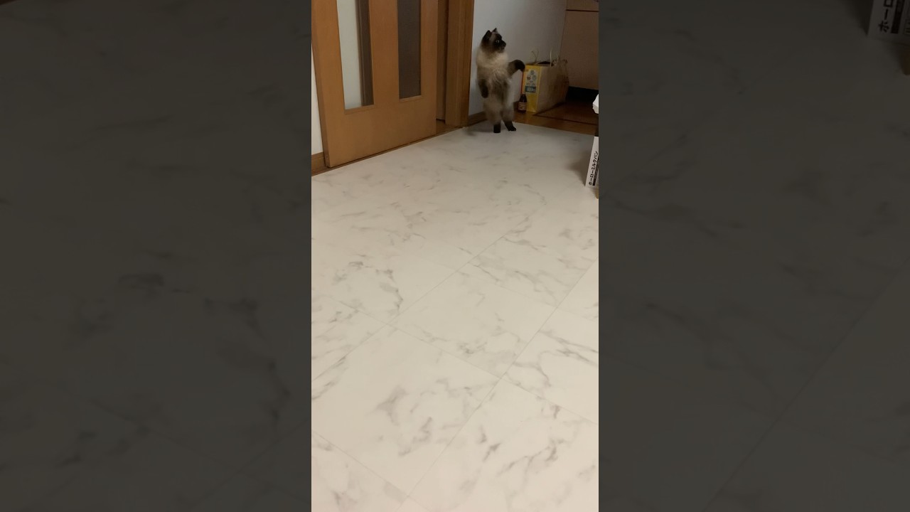 寝る前に遊ぶげんたくん#猫 #ヒマラヤン #猫のいる生活 #猫のいる暮らし #shorts