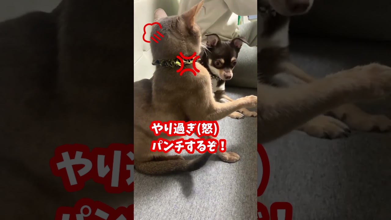 猫に注意されて凹む犬 #shorts #アビシニアン #チワワ  #cat #dog